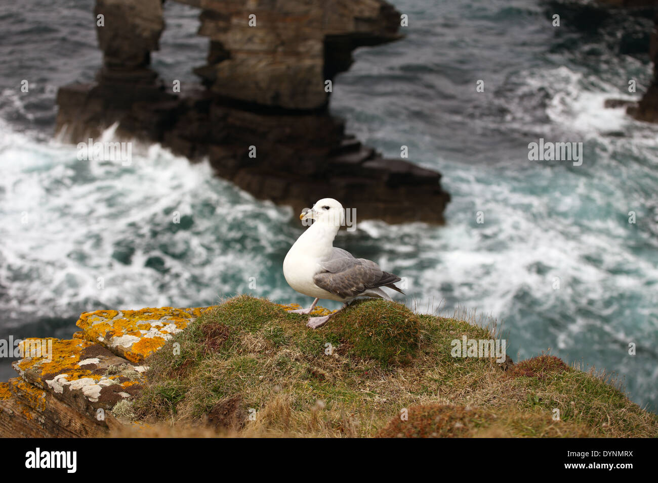 Fulmar sitting on the cliff edge with Yesnaby Castle the red sandstone sea stack in Orkney the background Stock Photo