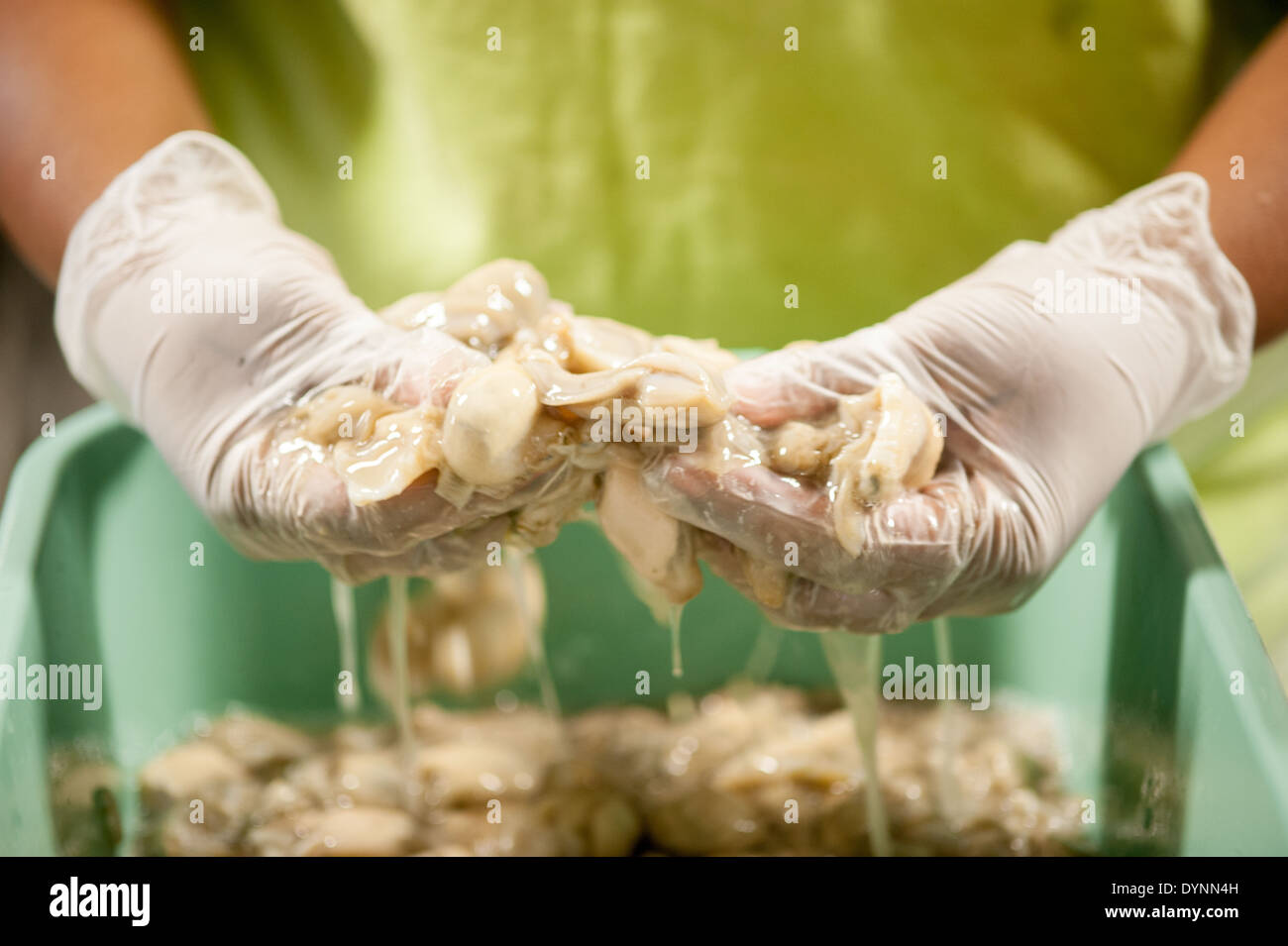 Cook preparing raw oysters to be fried in Sharptown, Maryland. Stock Photo