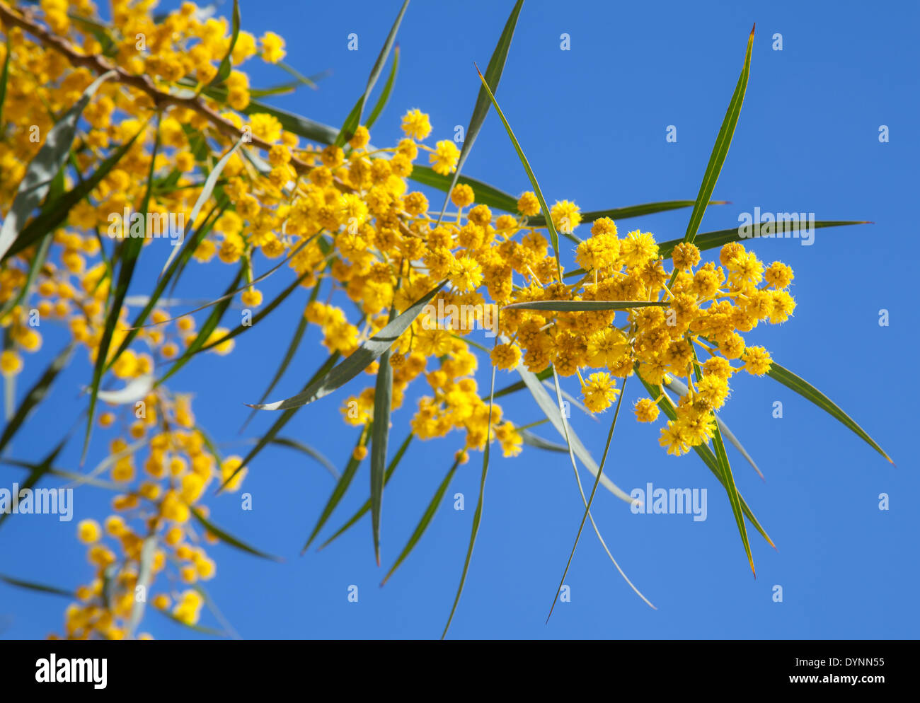 Yellow flowers of Golden wattle. Acacia pycnantha macro photo Stock Photo