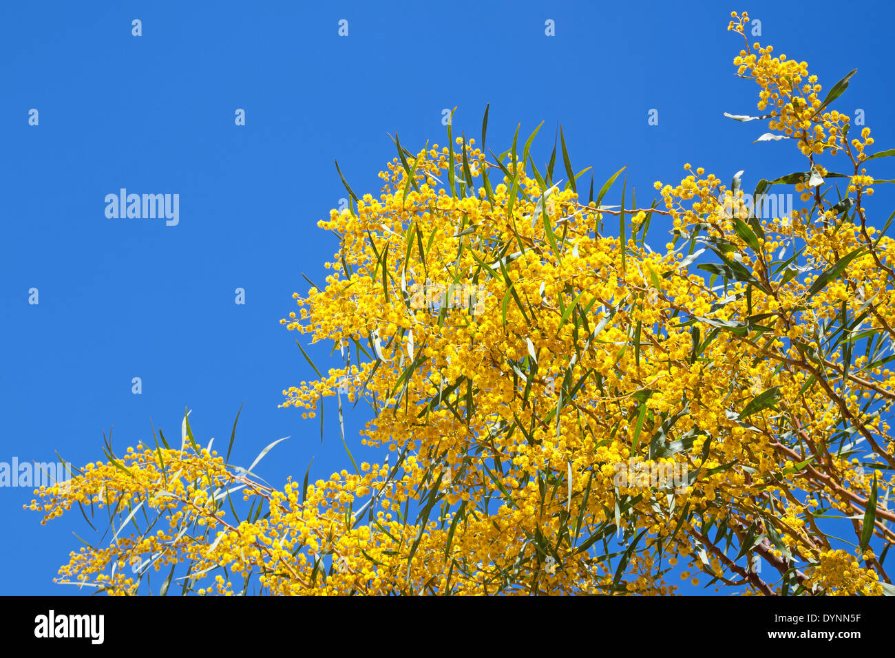 Bright yellow flowers of Golden wattle. Acacia pycnantha Stock Photo