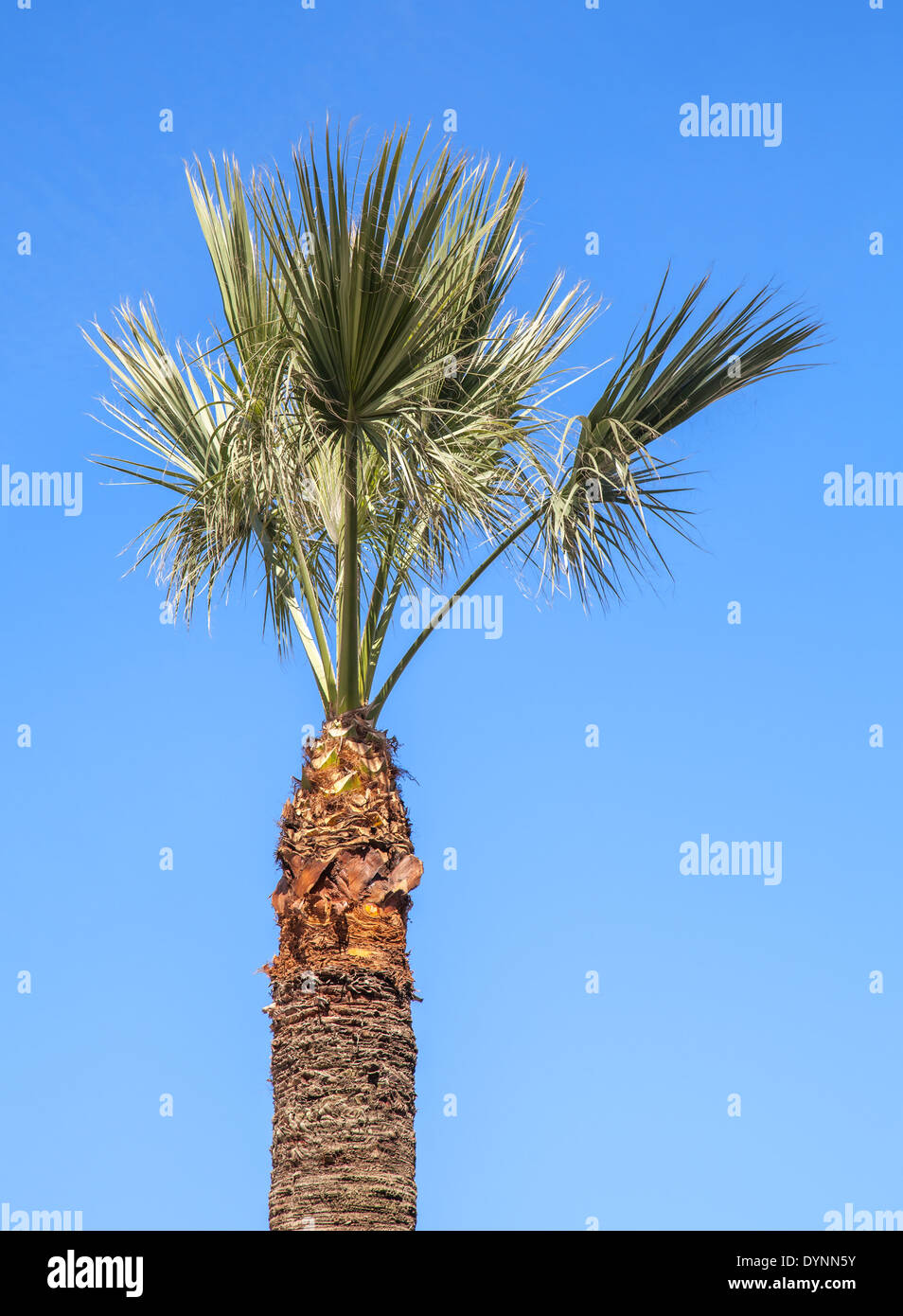 Small palm tree above clear blue sky background Stock Photo