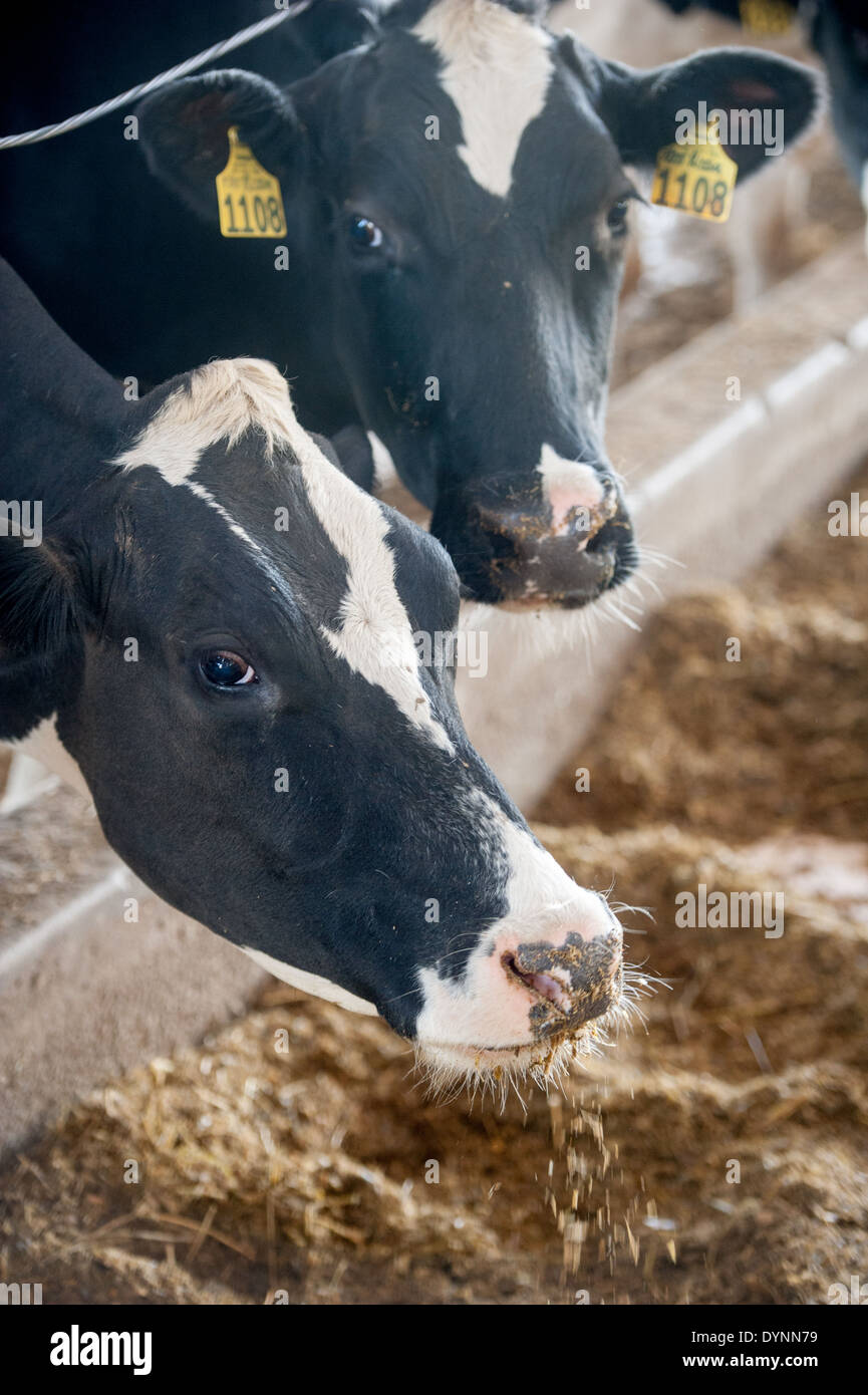 Close up of two dairy cow heads eating Hagerstown, Maryland Stock Photo