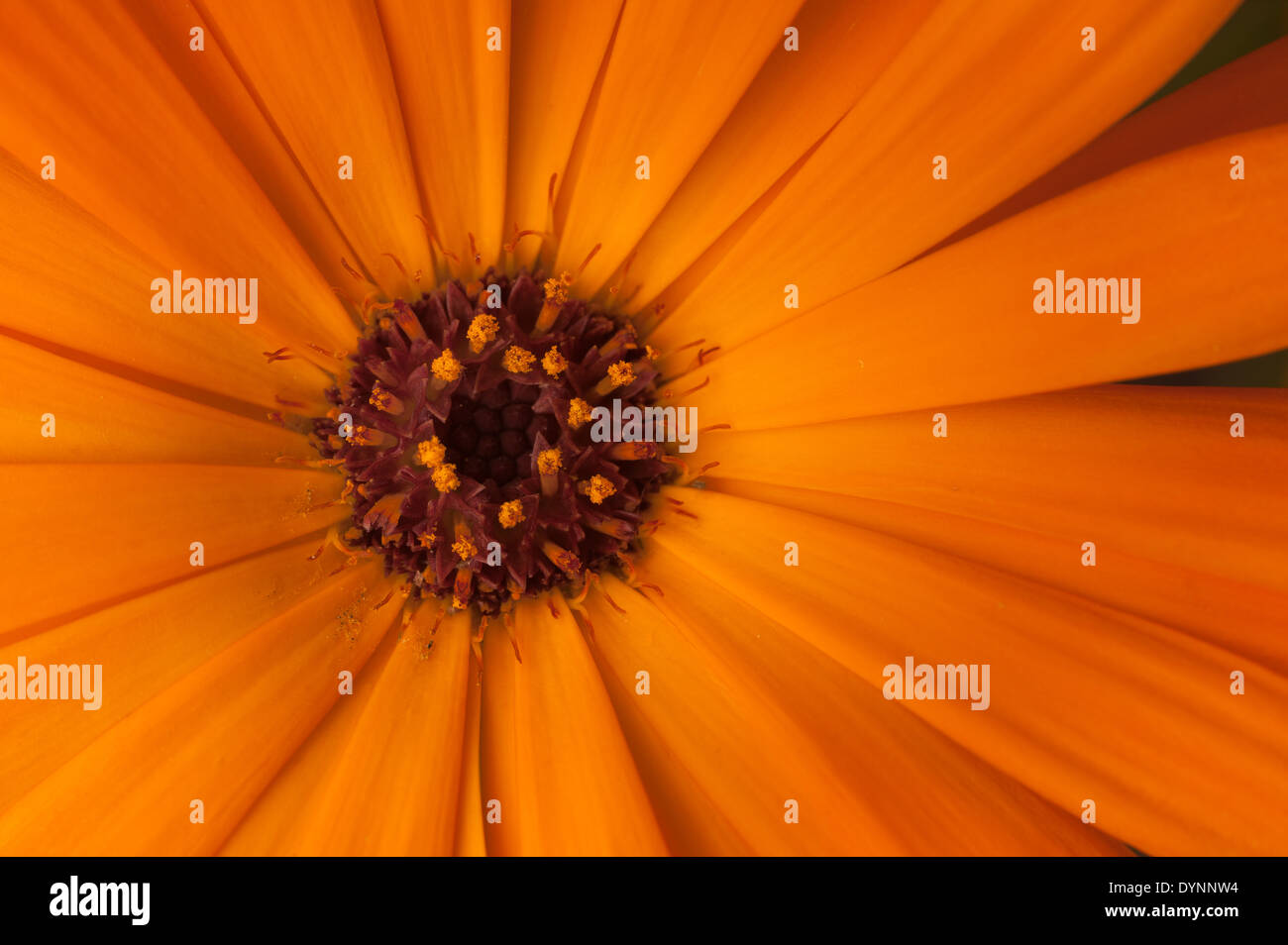 Bright rich colored orange marigold flower head capitula very vivid with rosette of composite flowers Stock Photo