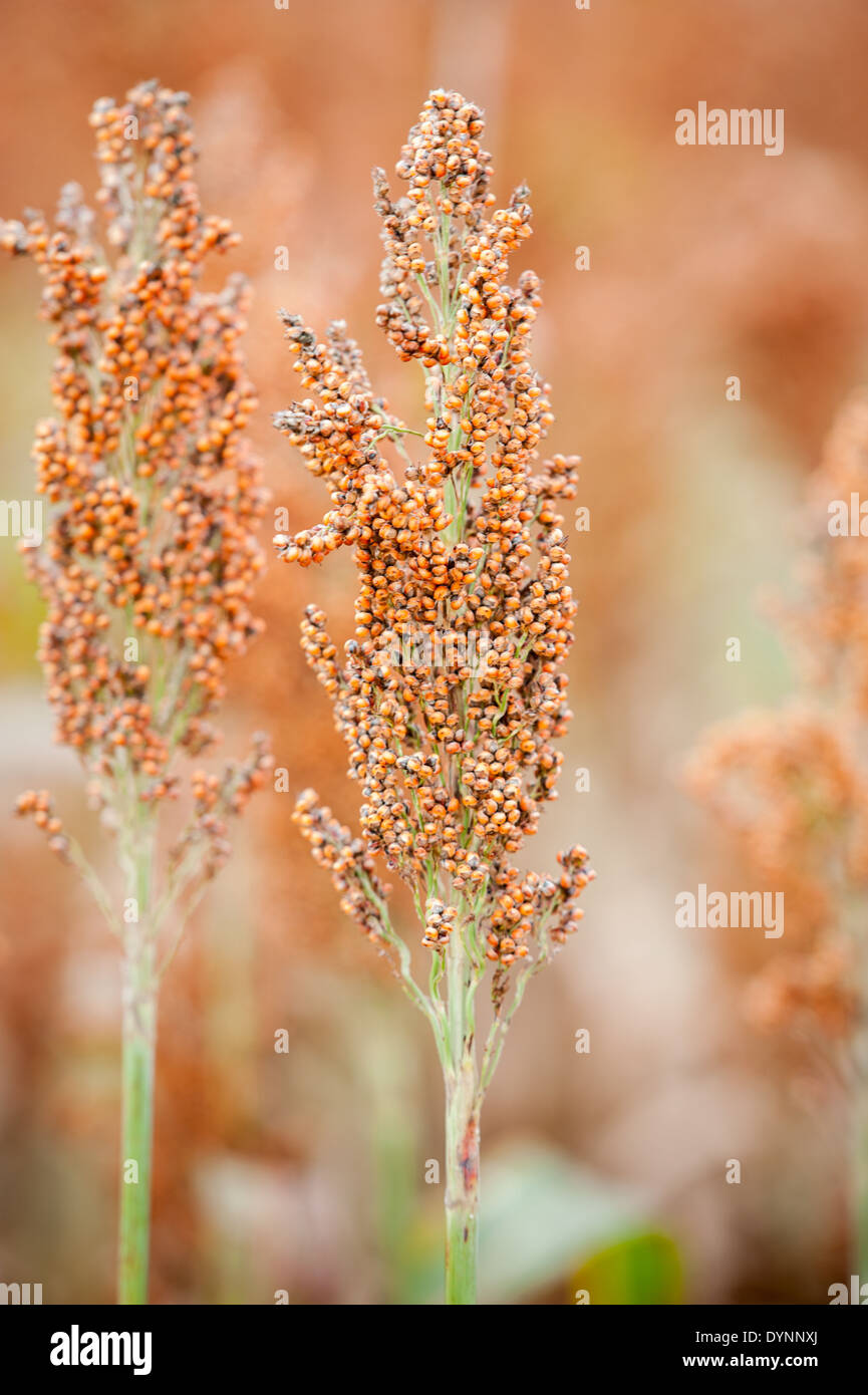 Sorghum field hi-res stock photography and images - Alamy