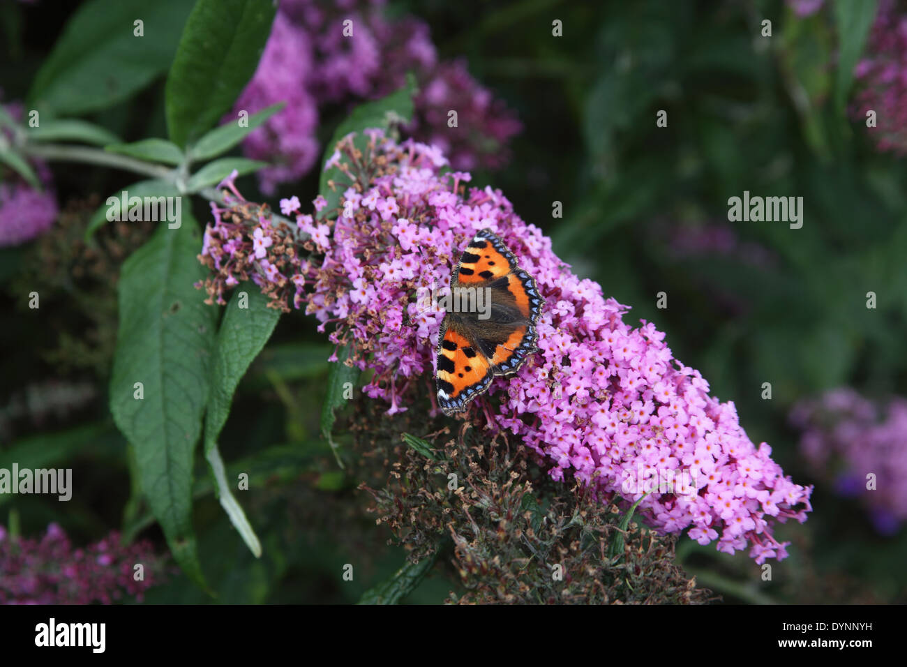 Buddleja davidii 'Pink Delight' with small tortoiseshell butterfly Stock Photo