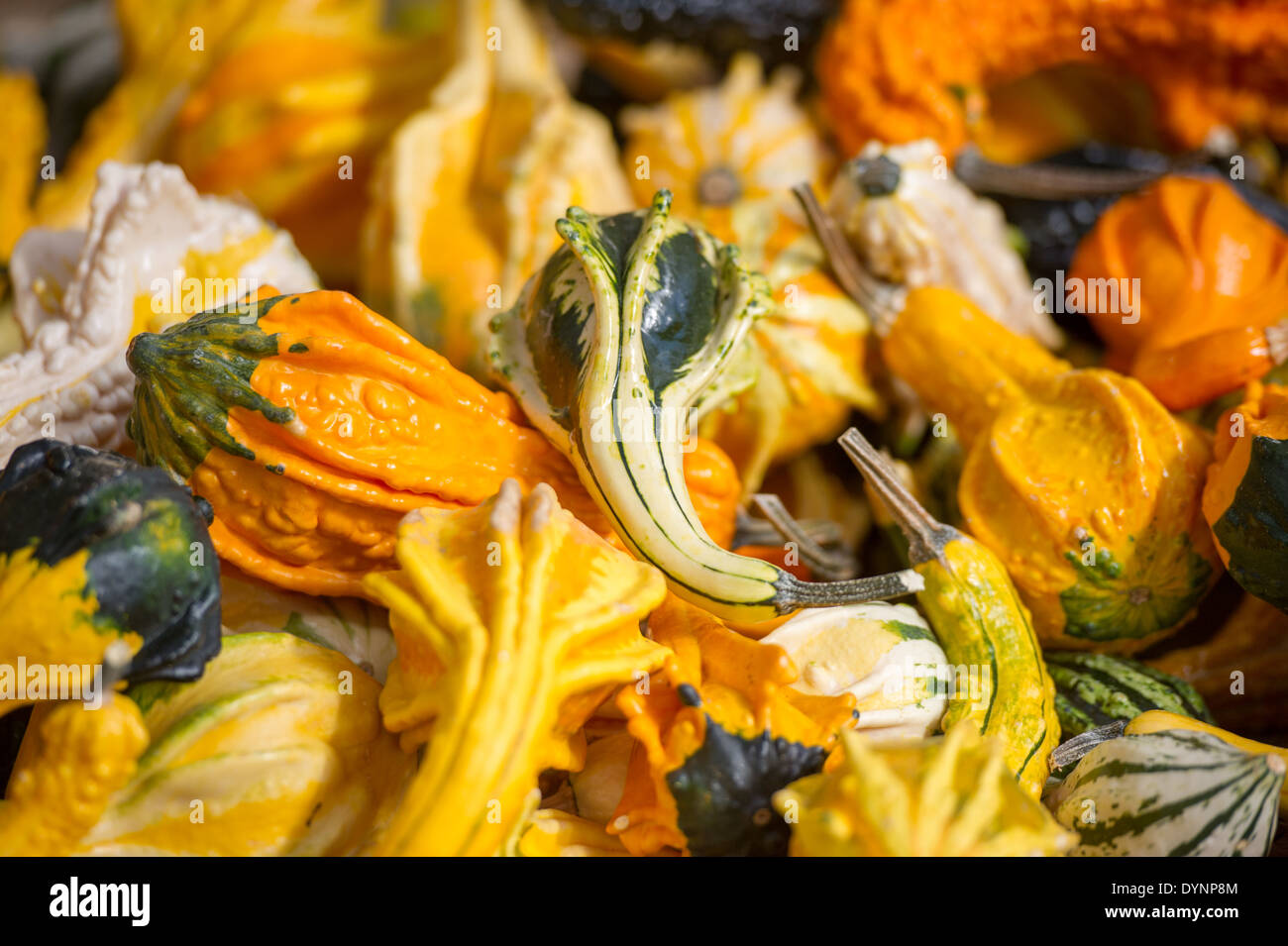 A pile of ornamental squash in York PA Stock Photo