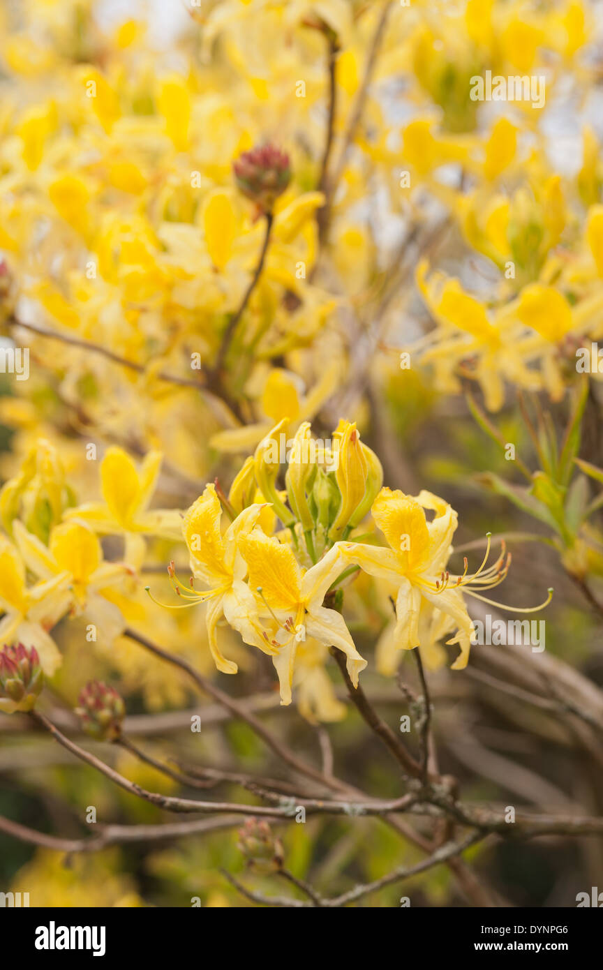 Abundant masses of delicate blossom of bright yellow mustard colored  rhododendron flowers a sign of Spring Stock Photo