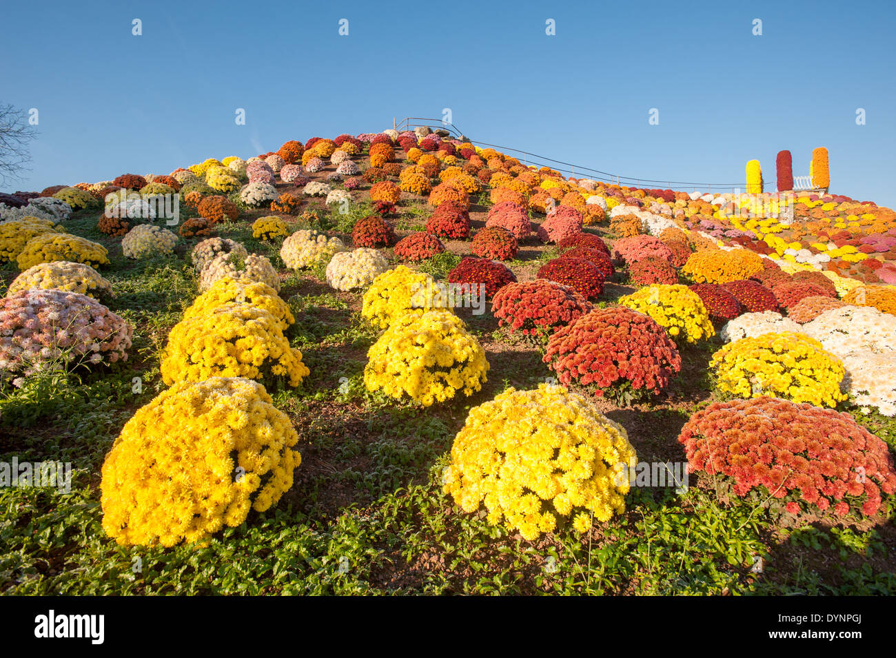 Mountain of Mums in Schwenksville PA Stock Photo - Alamy