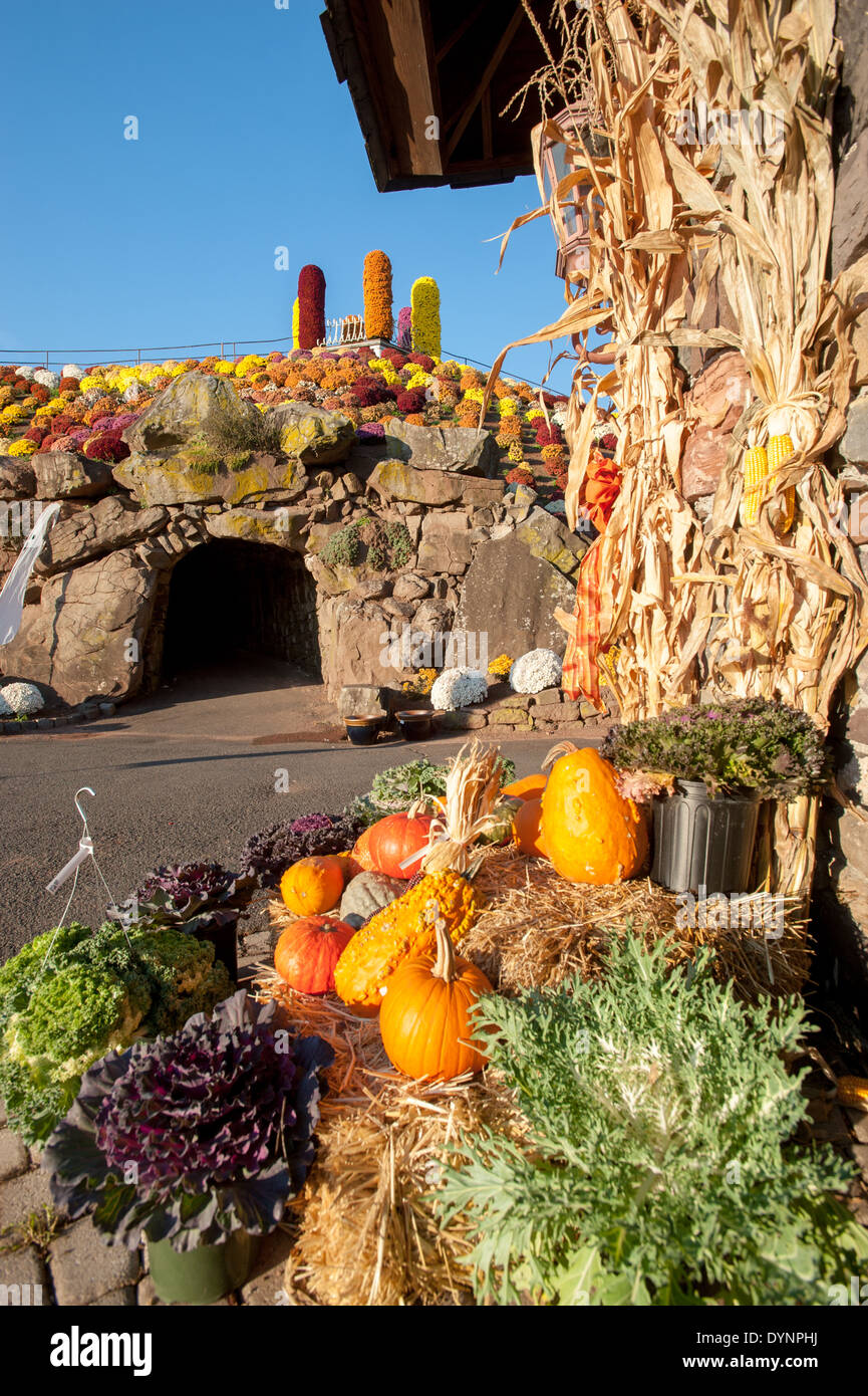 Display of mums and fall vegetables Schwenksville PA Stock Photo