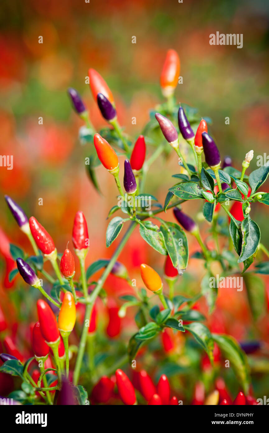 colorful chili pepper plants in Schwenksville PA Stock Photo Alamy