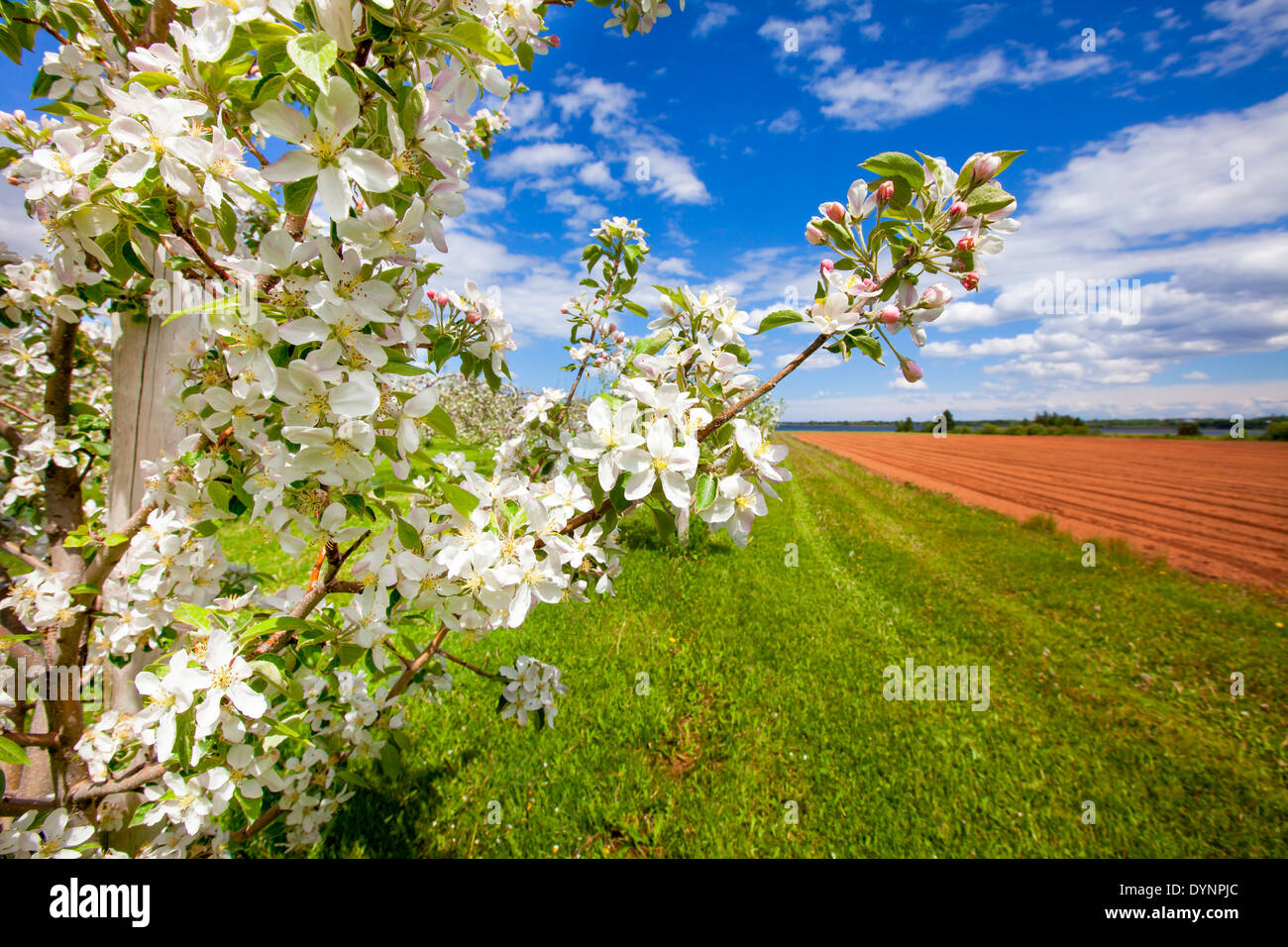 View of farmland and apple blossoms in an apple orchard. Stock Photo
