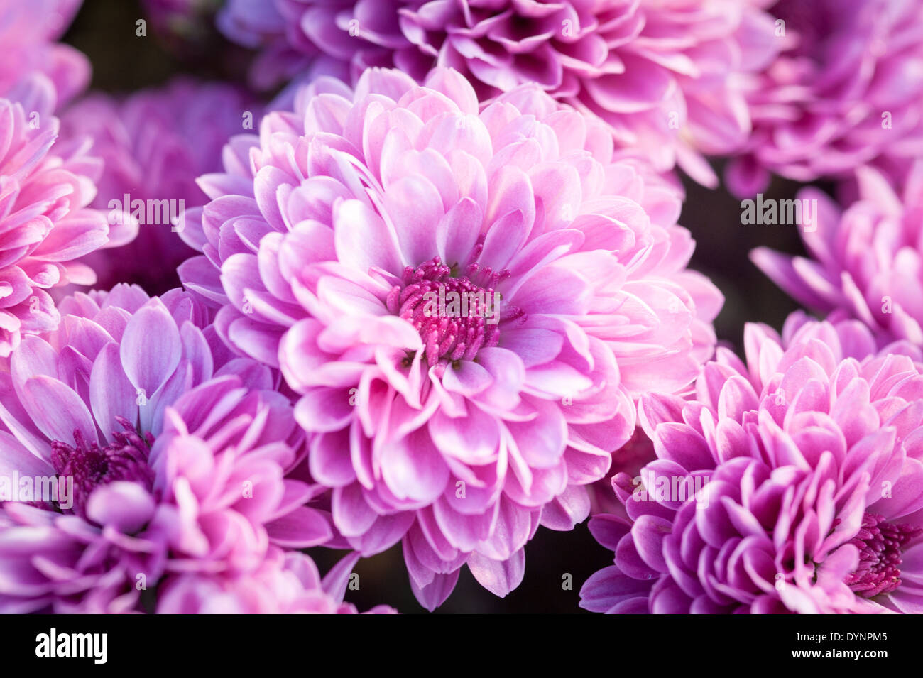 Close-up of light purple flowers Schwenksville PA Stock Photo