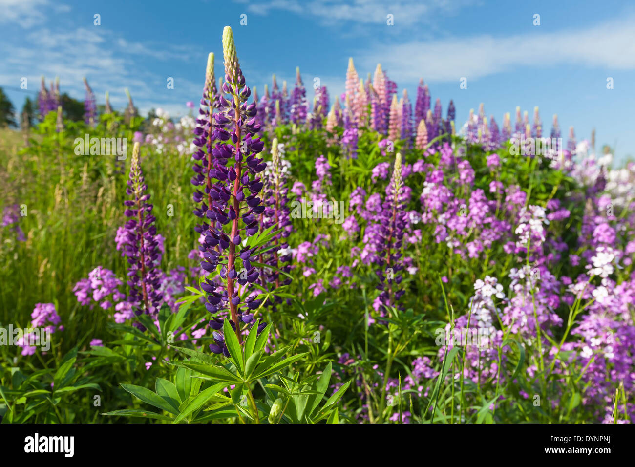 Lupins and phlox growing wild and flowering along the roadsides and streams or rural Prince Edward Island, Canada. Stock Photo