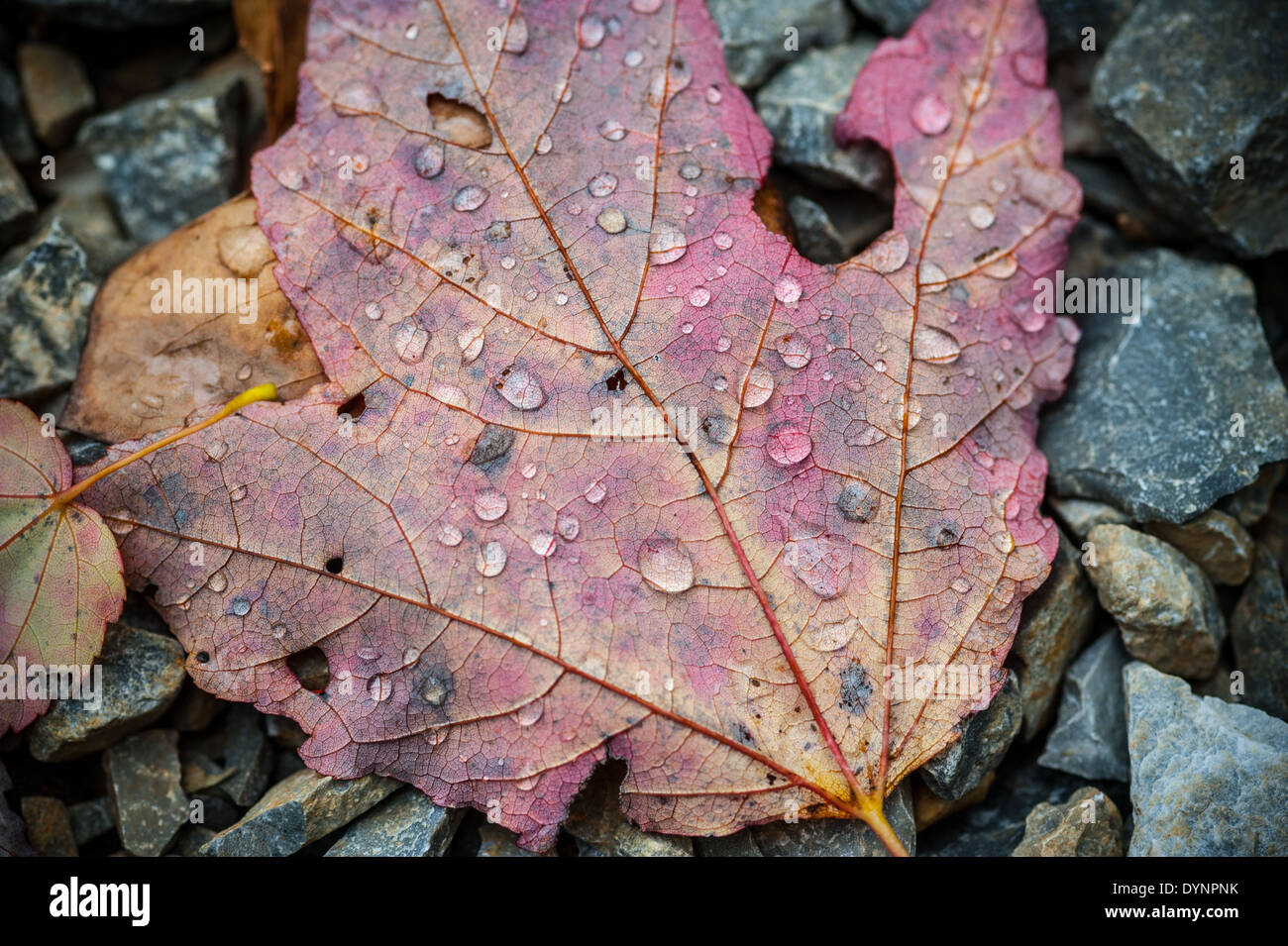 Close up of water droplets on maple leaf Boonsboro MD Stock Photo