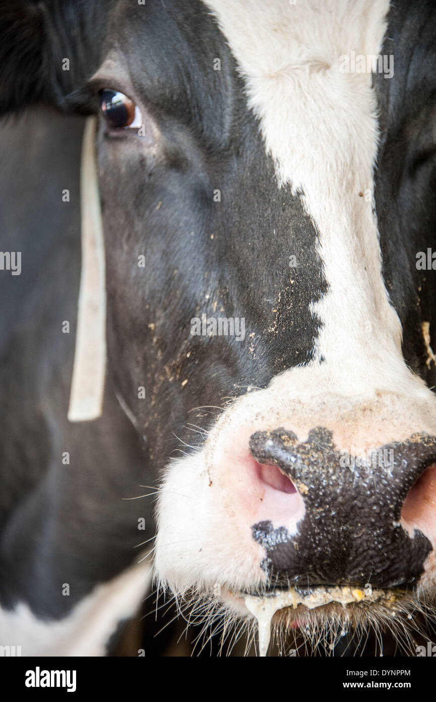 Tight crop of part of a dairy cow's head in Ridgely ,Maryland Stock Photo