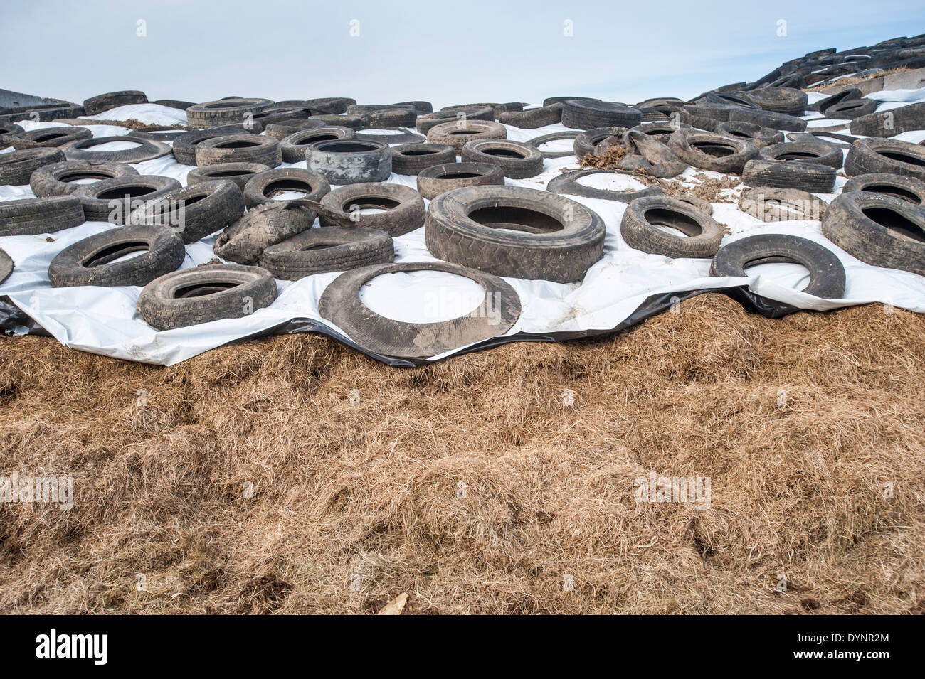 Mound of silage covered with a tarp and tires in Ridgely Maryland Stock Photo