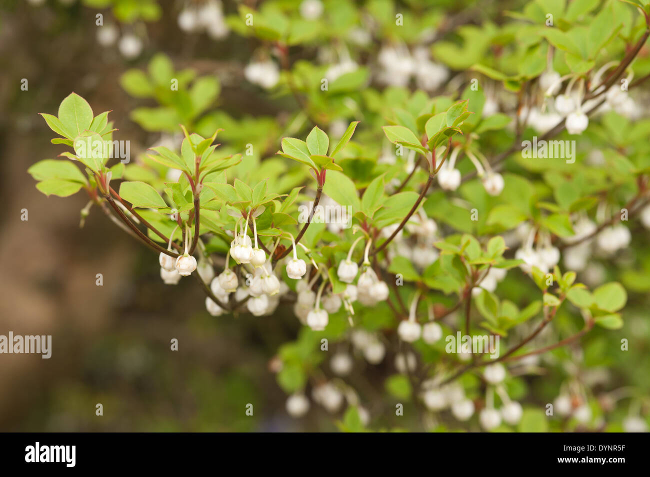 alternate leaves of white Enkianthus shrub making a spectacular spring