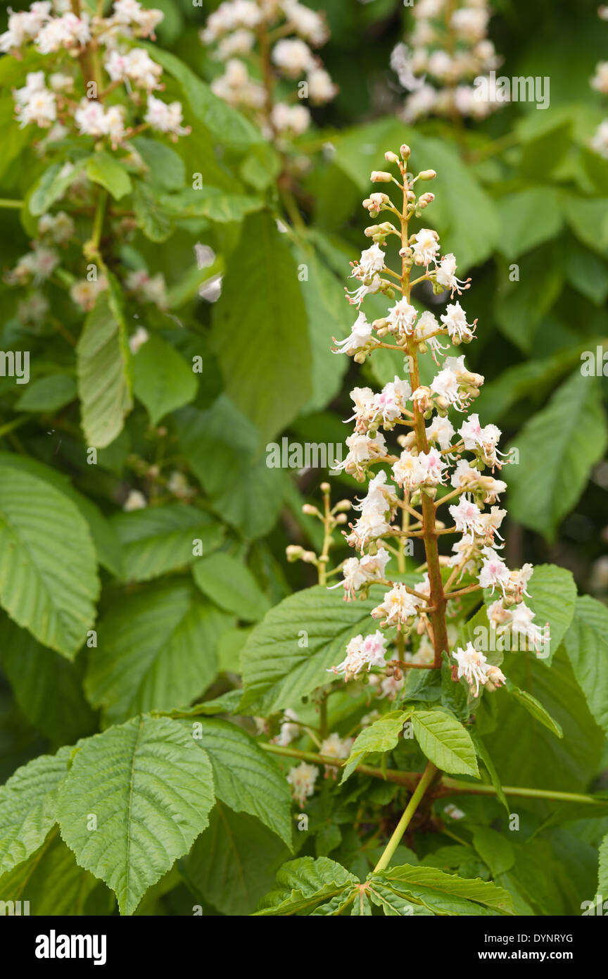 Early stages of Horse chestnut flower and new leaf covered branch