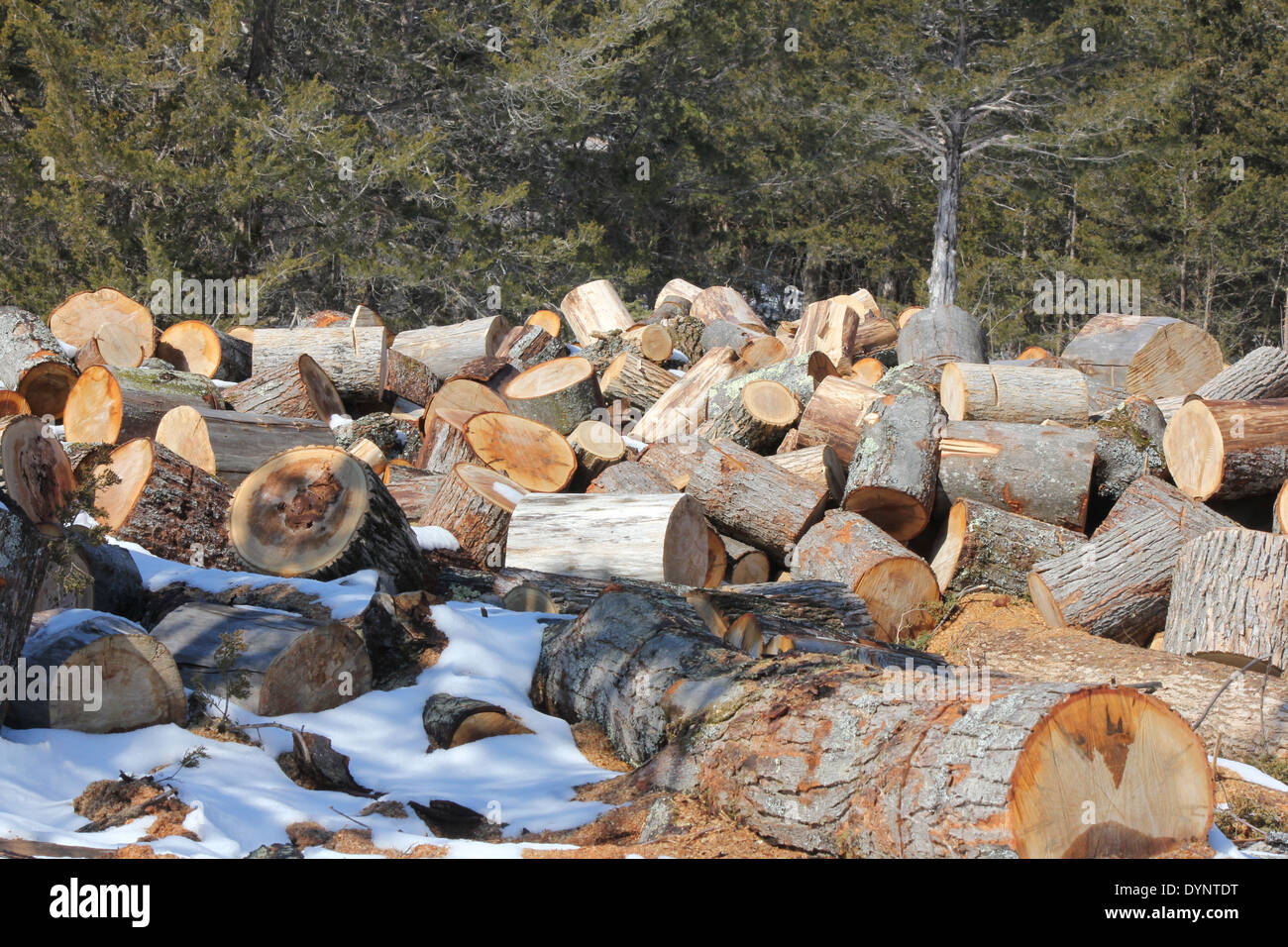 Freshly cut tree into short log lengths ready for splitting into