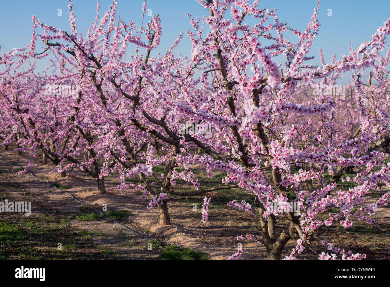 Field of Peach trees (Prunus persica) flowered in early Spring, Fraga, Spain Stock Photo