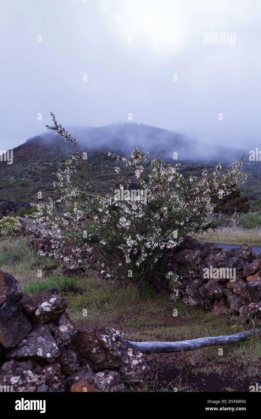 Cytisus proliferus hires stock photography and images Alamy