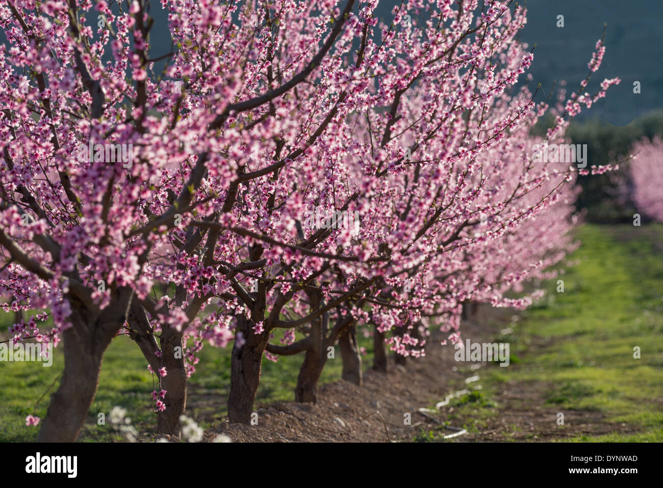 Field of Peach trees (Prunus persica) flowered in early Spring, Fraga, Spain Stock Photo