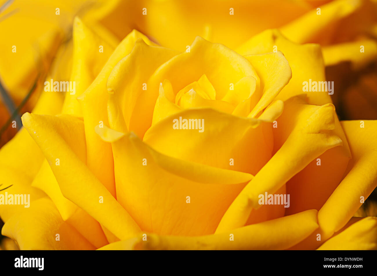 Yellow rose with drops of water Stock Photo - Alamy