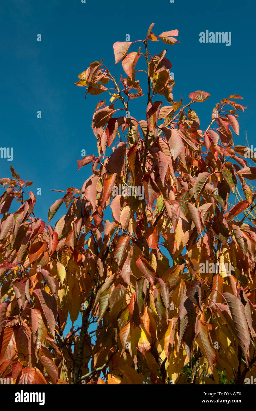 Reds, pinks and yellow tinges on the leaves of an ornamental cherry tree in autumn Stock Photo