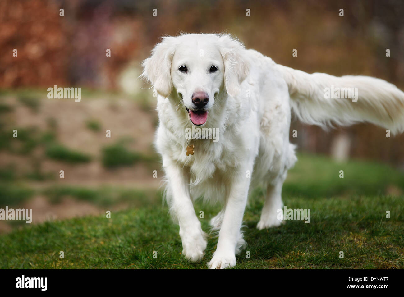 White long haired store labrador retriever