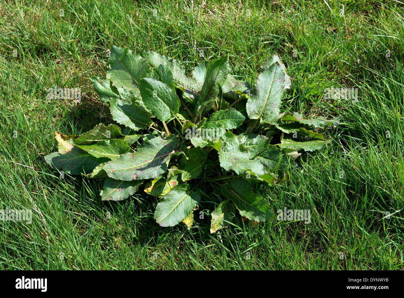 A broad dock plant, Rumex obtusifolius, a weed in grass pasture Stock Photo