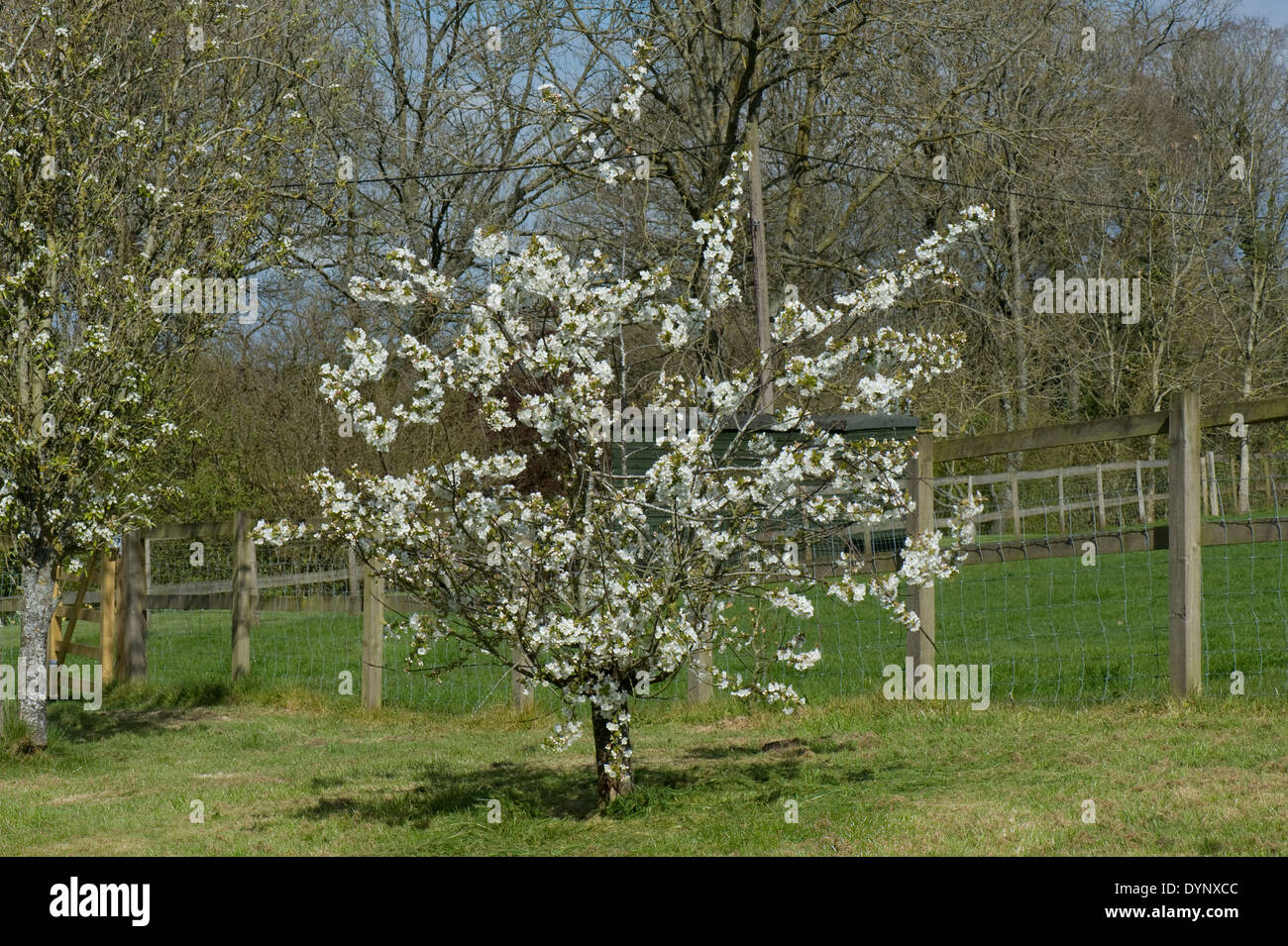 A small dwarf cherry tree in full flower Stock Photo