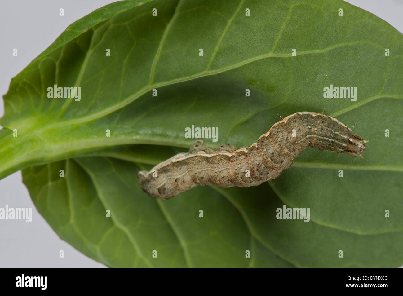 A caterpillar of a cabbage moth, Mamestra brassicae, on a pak choi stem