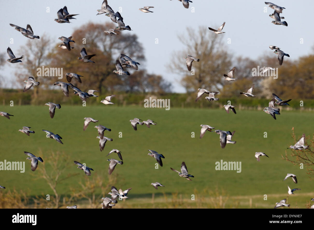 Stock dove, Columba oenas, group of birds in flight, Warwickshire, April 2014 Stock Photo