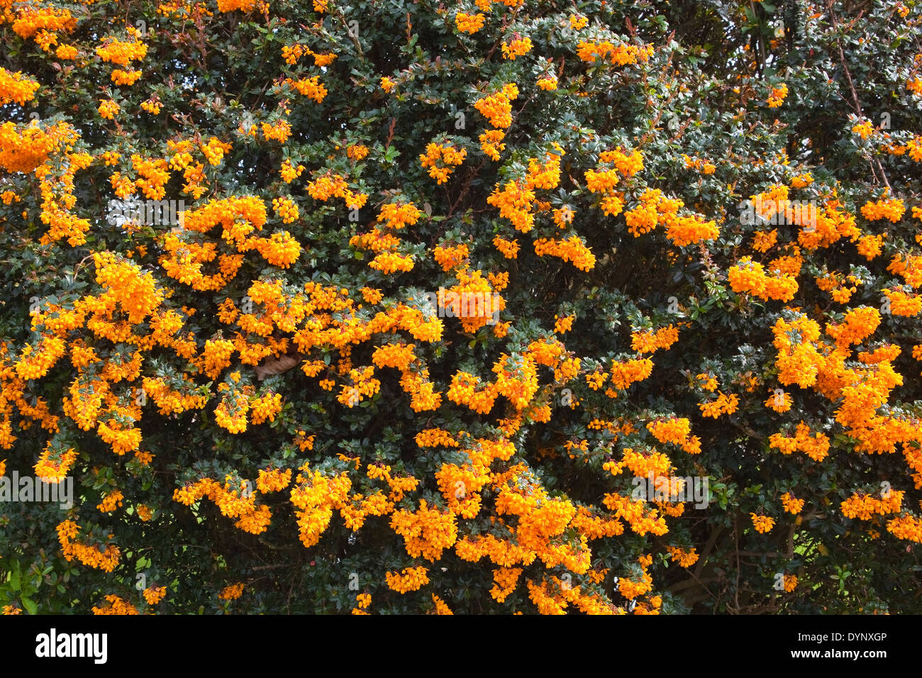 The bright orange flowers of and dark green foliage of Berberis darwinii in springtime. Stock Photo