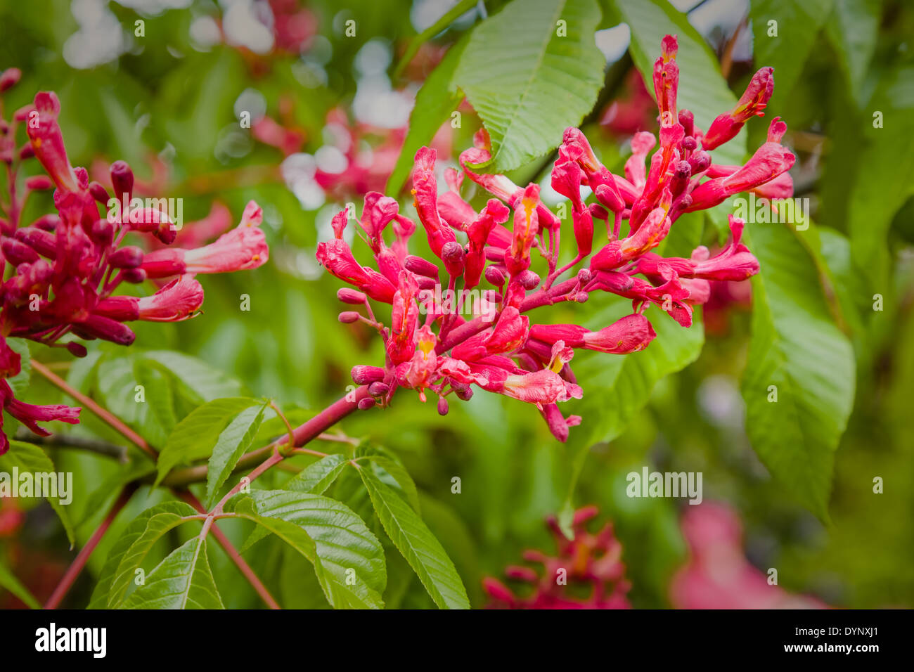 Flowering bush of red chestnut - Aesculus pavia Koehnei Stock Photo