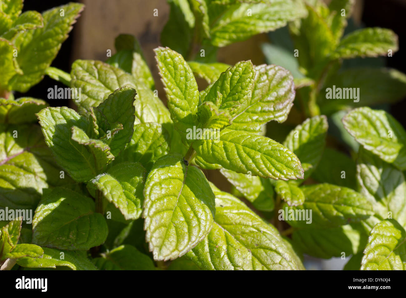 Healthy plant texture hires stock photography and images Alamy