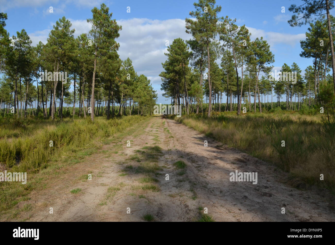 Pine trees in the Landes forest, Aquitaine, France Stock Photo - Alamy