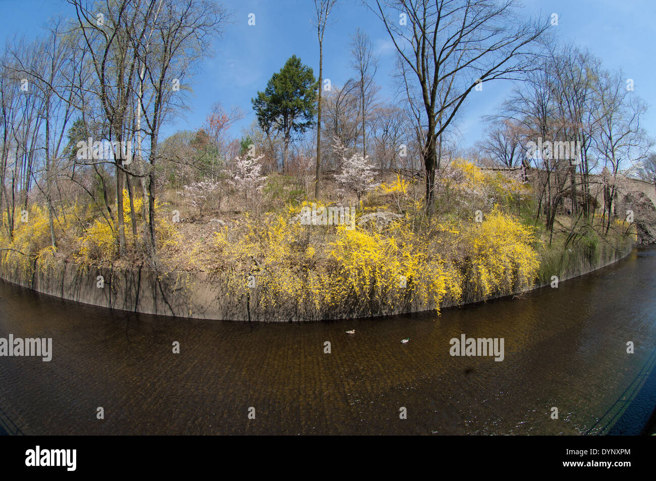 Cherry blossoms are in bloom at Branch Brook Park in Newark, New Jersey Stock Photo