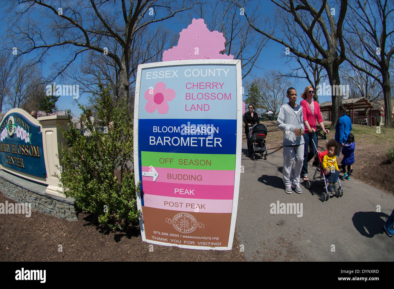 Cherry blossoms are in bloom at Branch Brook Park in Newark, New Jersey