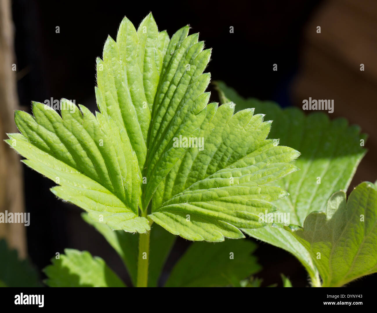 Healthy Green Strawberry Leaf Stock Photo