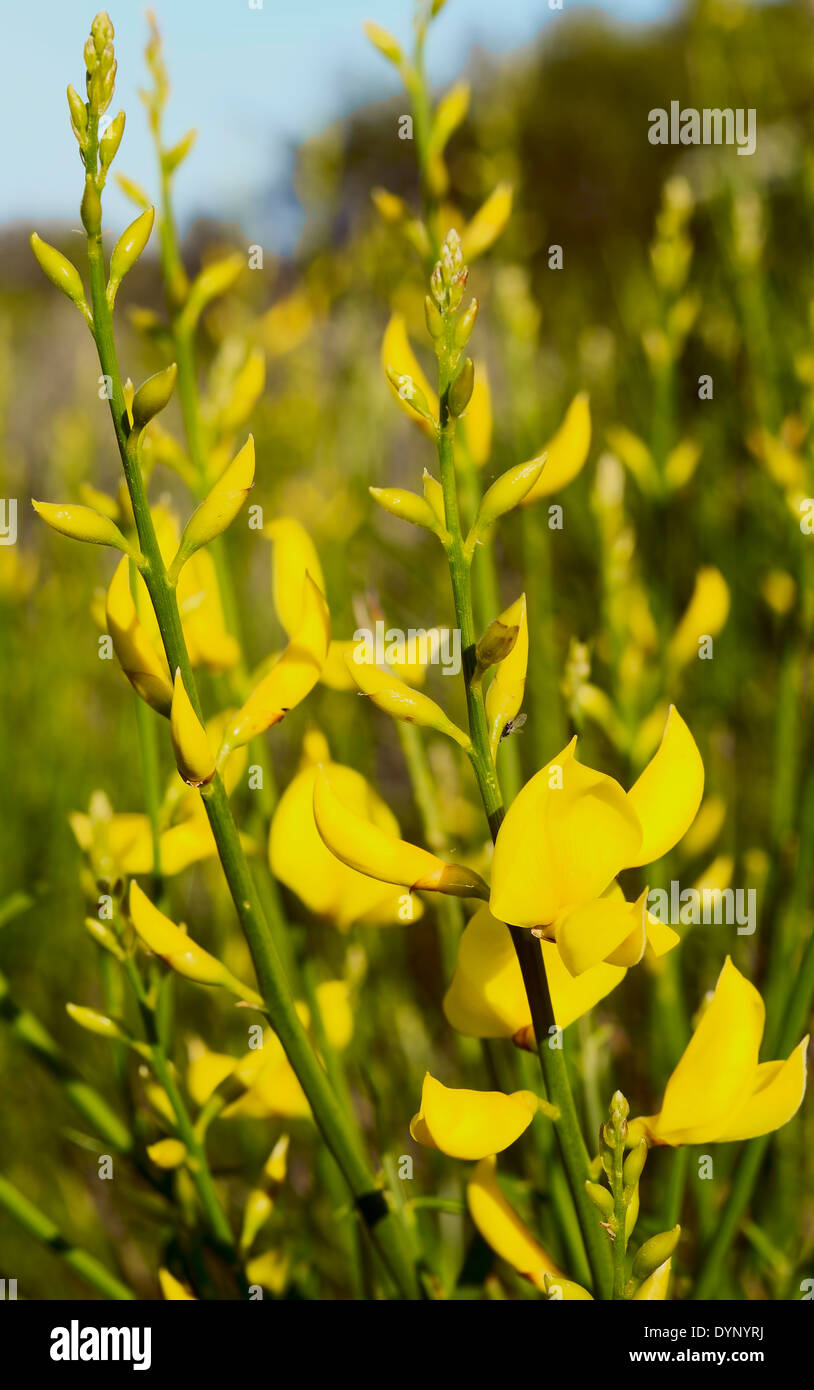 Ginestra Flowers a typical mediterranean plant. Scientific name:Cytisus