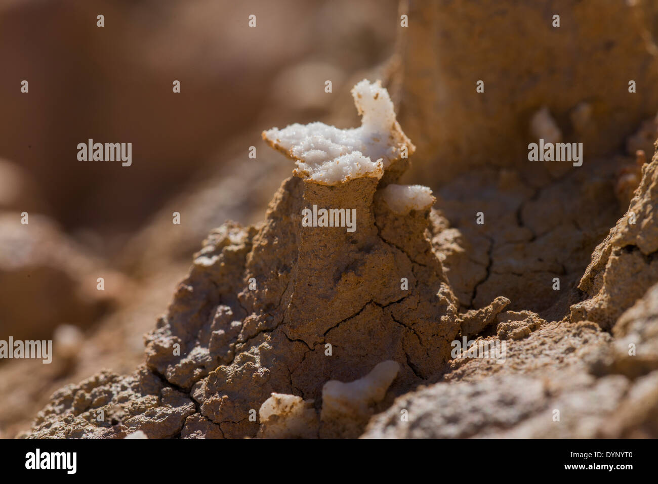 At a few centimeters scale, saltish clay grounds can be eroded by ...