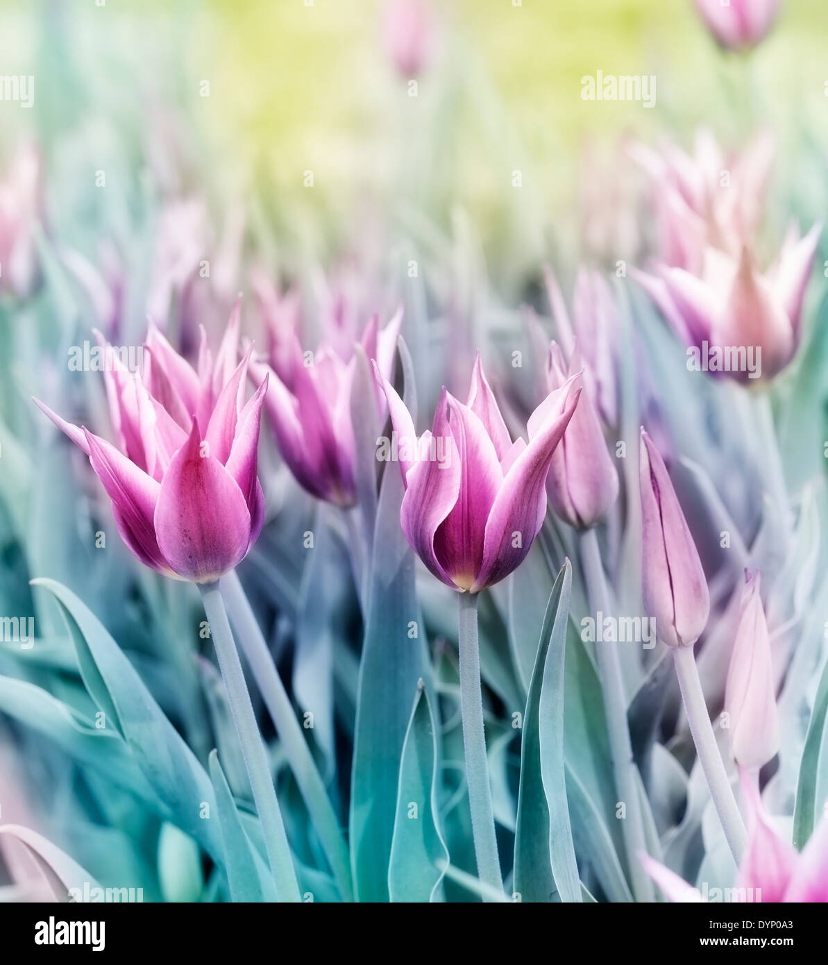 Colorful Pictures Of Tulip Flowers Stock Photo - Alamy