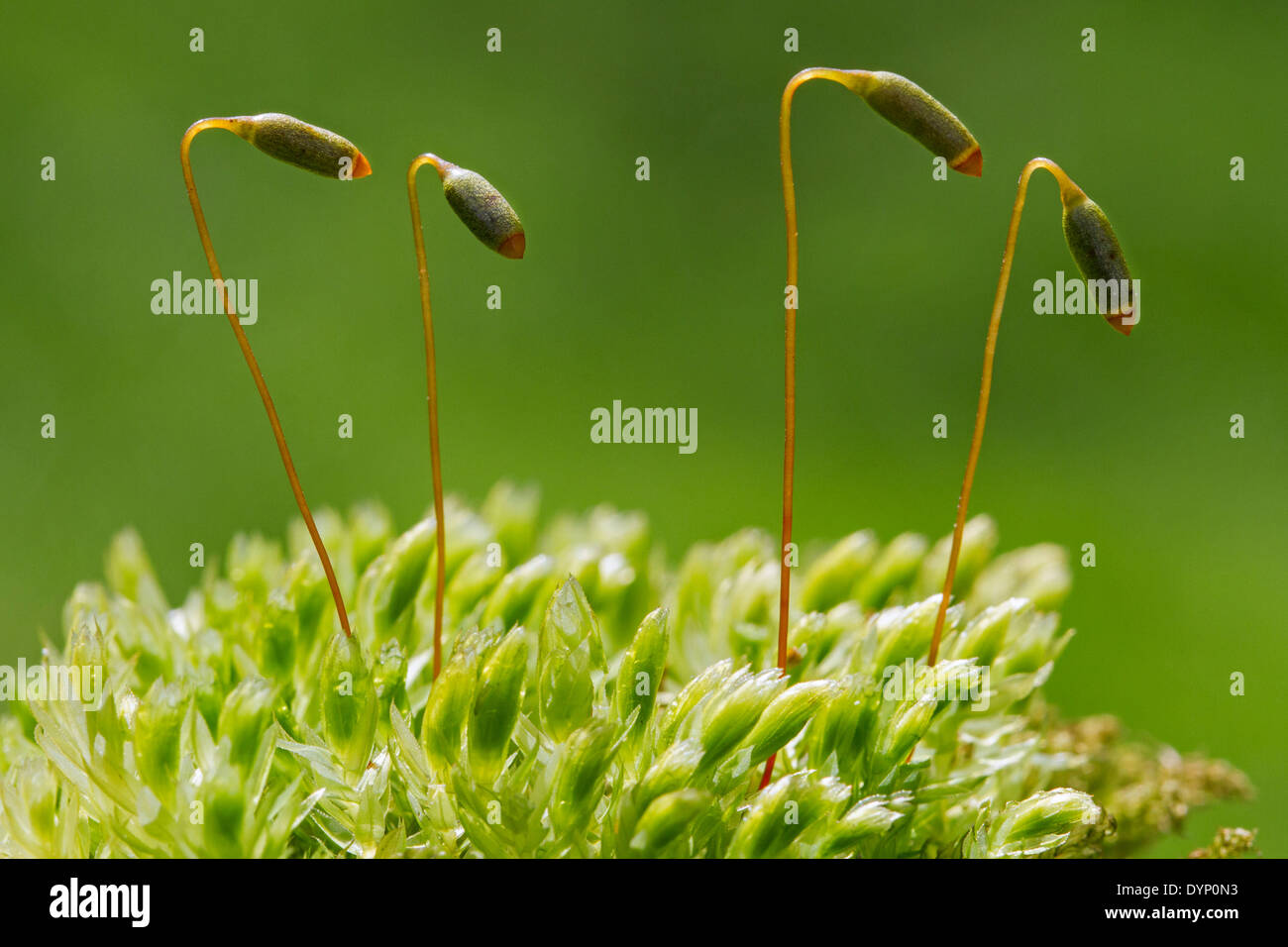Swan's-neck thyme-moss / Horn calcareous moss (Mnium hornum) close up of capsules Stock Photo