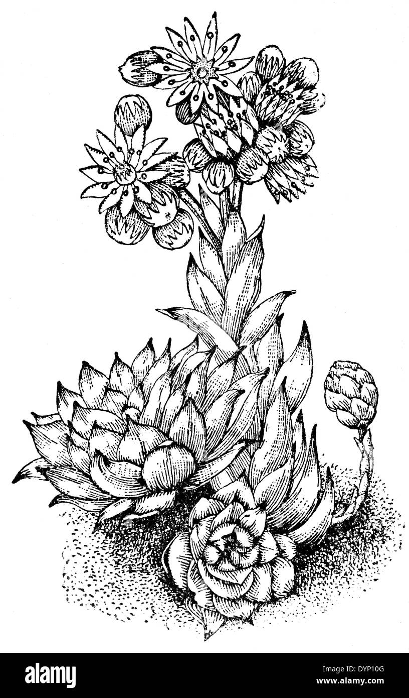 Common houseleek (Sempervivum tectorum), illustration from Soviet encyclopedia, 1938 Stock Photo