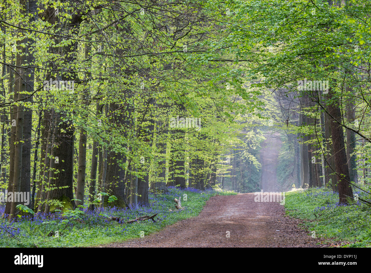 Path and bluebells (Endymion nonscriptus) in flower in beech forest (Fagus sylvatica) in spring Stock Photo
