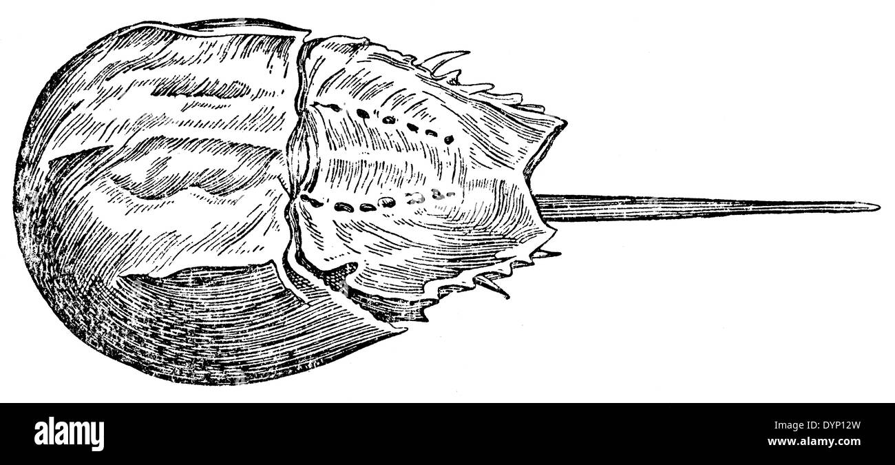 Tachypleus tridentatus, horseshoe crab, illustration from Soviet encyclopedia, 1938 Stock Photo