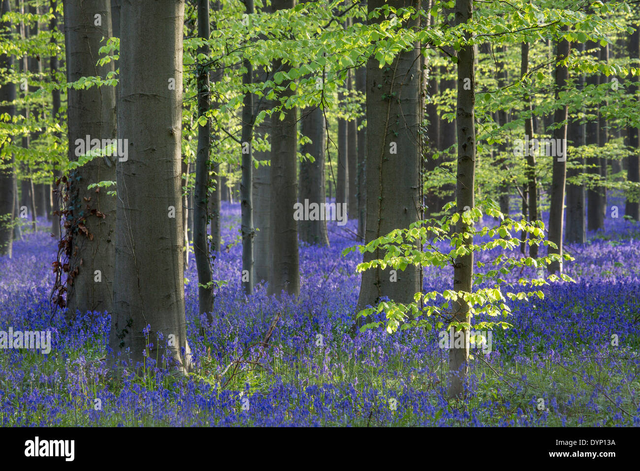 Bluebells (Endymion nonscriptus) in flower in beech forest (Fagus sylvatica) in spring Stock Photo