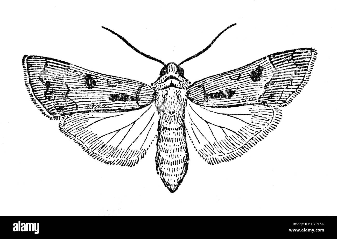Heart and Dart (Agrotis exclamationis), illustration from Soviet encyclopedia, 1929 Stock Photo