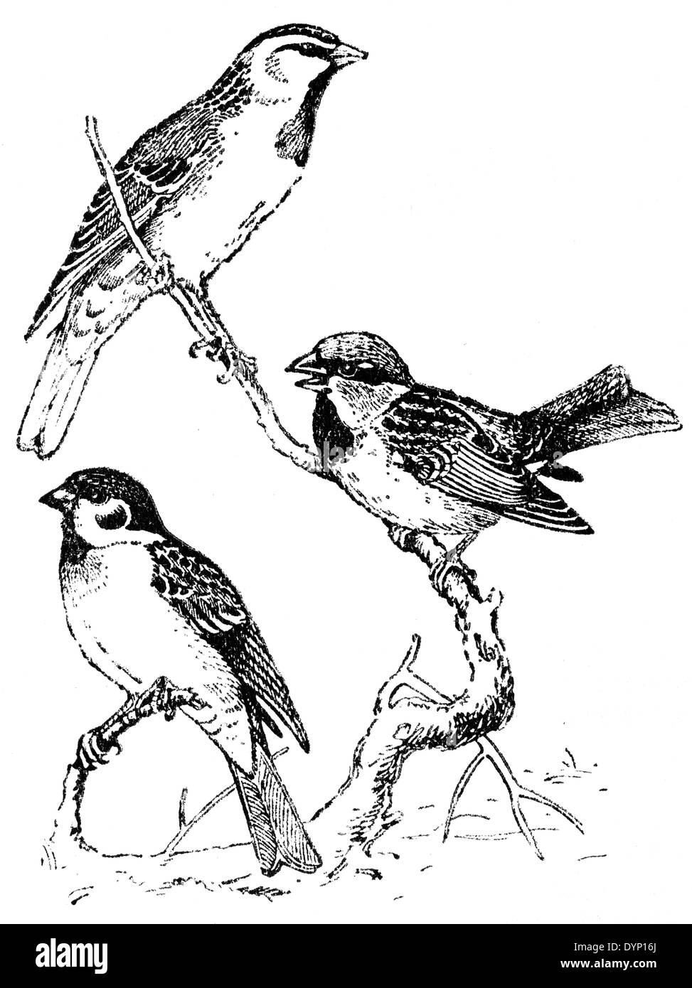 3 sparrows (Passer ammodendri, Passer italiae, Passer domesticus), illustration from Soviet encyclopedia, 1929 Stock Photo